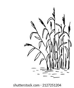 Simple hand  drawn vector drawing in black outline  Lake shore  river  Reeds in the water  swamp  Nature  landscape  duck hunting  fishing  Ink sketch 