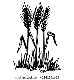 Simple hand-drawn vector drawing in black outline, in engraving style. Wheat ears, cereal plants, farm field. Cultivation of agricultural crops. Seasonal harvest. Ink sketch.