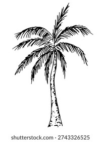 Simple hand-drawn vector drawing with a black outline. Palm tree, tropical plants, lush foliage, nature. Sketch in ink.