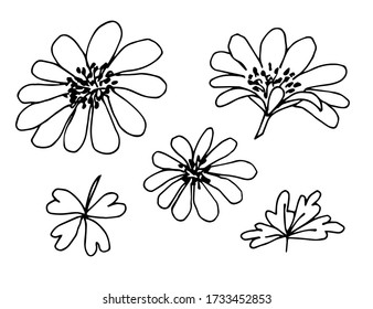 Ilustración vectorial simple dibujada a mano en contorno negro. Esbozo floral, flor margarita, hojas. Plantas de jardín, elementos naturales.