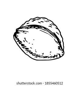 Simple hand-drawn vector ink sketch. Apricot pits, seeds, nuts. Fruit trees, nature.