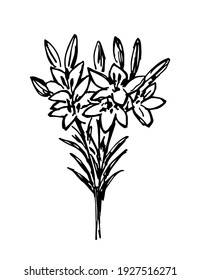 Simple hand-drawn vector ink sketch. Bouquet of garden summer flowers lily isolated on white background. For postcard prints, holiday.