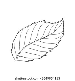 Simple hazelnut tree leaves, floral decorative element for patterns, ornaments, vector illustration with black ink contour lines