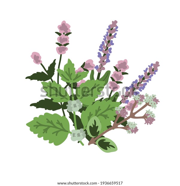 Simple Herbs Cartoon Vector Illustration Stock Vector (Royalty Free