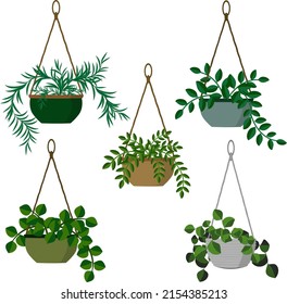 Simple home plants in hanging pots. Set, vector illustration.