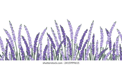 Simple borde horizontal con lavanda floreciente sobre fondo blanco. Patrón sin foco con flores púrpura en fila. Impresión botánica de verano minimalista.