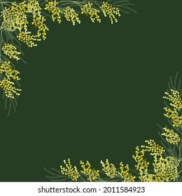 Marco horizontal simple de flor mimosa. Fondo verde oscuro.