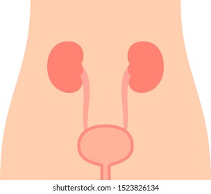 Simple human body illustration focus on the bladder