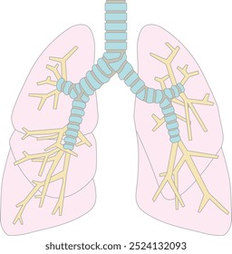 Ilustración de estructura pulmonar humana simple