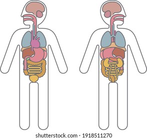 Simple human organs, internal organs