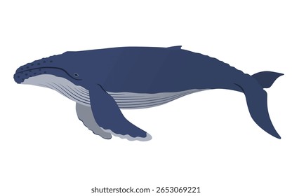 Simple humpback whale vector illustration