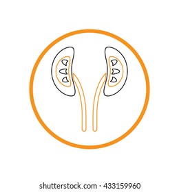 Simple icon of human kidneys. anatomical kidney vector icon.