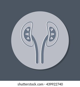 Simple icon of human kidneys. anatomical kidney vector icon.
