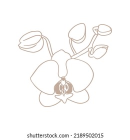 Simple icon of orchid flower twig with buds. Blooming orchid, line drawing.