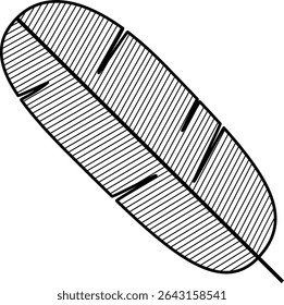 Simple illustration of a banana leaf
