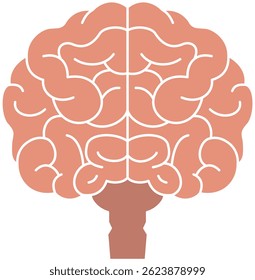 Simple illustration of a brain seen from the front