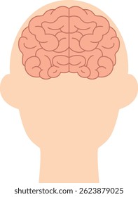 Simple illustration of a brain seen from the front