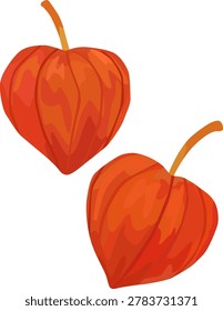 Simple illustration of a Chinese lantern plant (vector material)