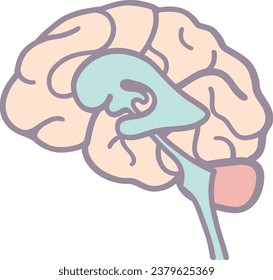 A simple illustration of a cross section of the brain (lateral ventricle)