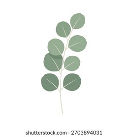 Uma simples ilustração de um ramo de eucalipto com folhas verdes redondas e silenciosas e um caule claro.
