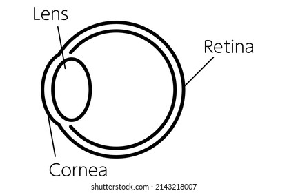 A simple illustration of the eye