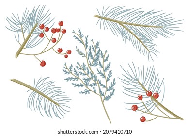 Simple illustration of fictional blue fir with red berries and leaves on branch
