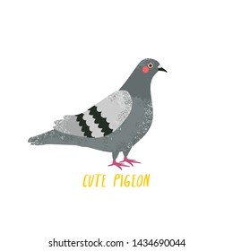 simple illustration of grey pigeon in cartoon style on white background. vector illustration of pigeon in simple cartoon style