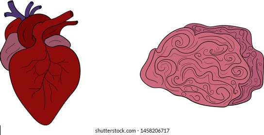 Simple illustration of a human heart and brain