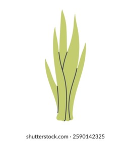 Simple illustration of light green succulent plant. Perfect for creating minimalist plant designs