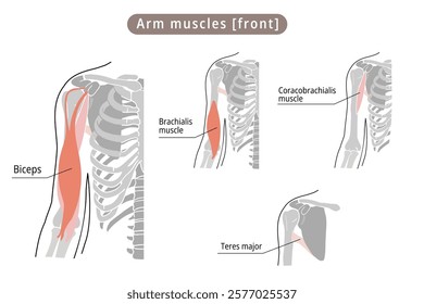 
Simple illustration of the main muscles of the upper arm