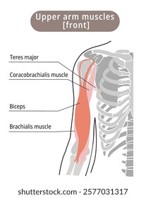 Simple illustration of the main muscles of the upper arm