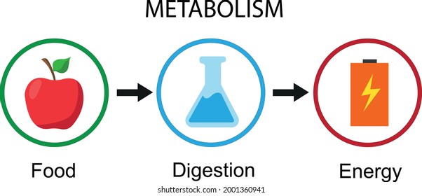 Simple illustration of metabolism notion. Transformation from food to energy. Metabolism vector