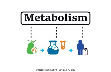 Simple illustration of metabolism notion. Transformation from food to energy. Metabolism vector