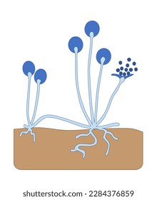 Simple illustration of microscopic fungus, Rhizopus sp.