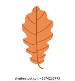 Simple illustration of an oak leaf with lobed edges. Isolated on a white background. Symbolizing autumn, foliage and seasonal nature. Flat vector. Hand drawn.