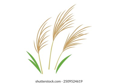 Simple  illustration of pampas grass 