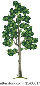 A simple illustration of a poplar tree on a white background. Vector illustration