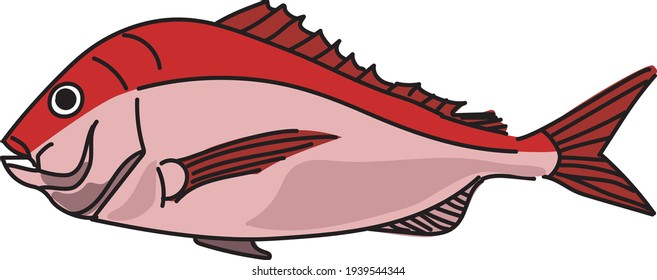 Simple illustration of red sea bream