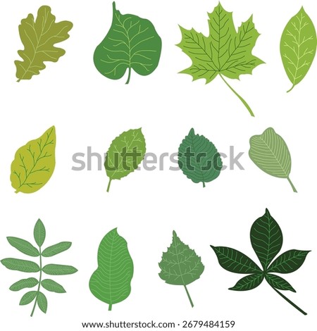 a simple illustration regarding the shapes of leaves