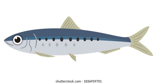 Simple illustration of sardines on white background