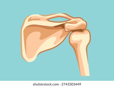 Simple illustration of scapula and shoulder joint bone structure.