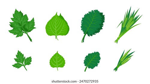 A simple illustration set of the ingredients for green juice, angelica tree leaves, mulberry leaves, kale, and barley leaves.