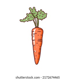 Simple illustration of a single fresh carrot with leafy top, drawn in a clean minimal style great for food labels, healthy lifestyle themes, and organic branding.