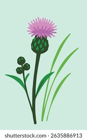 
A simple illustration of a thistle with a purple flower, green spiky bud, leaves, and surrounding grass on a light mint background.