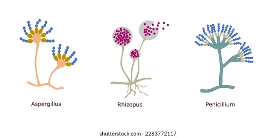 Simple illustration of three different microscopic fungus (Aspergillus, Rhizopus, and Penicillium)