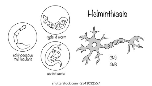 Uma simples ilustração dos três principais tipos de helmintos que afetam o sistema nervoso central e o sistema nervoso periférico dos seres humanos. Helmintos, com risco de vida. Ilustração vetorial.