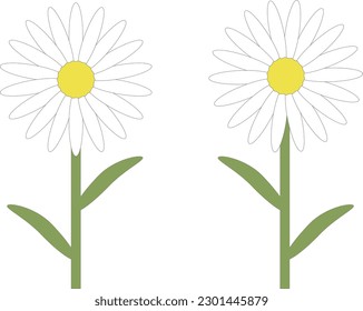 Simple illustration of two daisy flowers