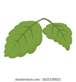 Simple illustration of two green mint leaves growing on stem