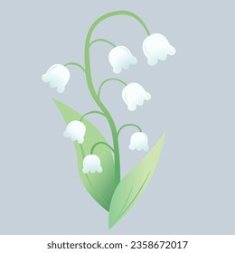 Simple Illustration of White Lily of The Valley