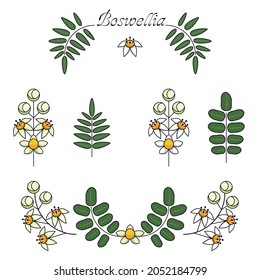Simple illustrations of the boswellia plant.